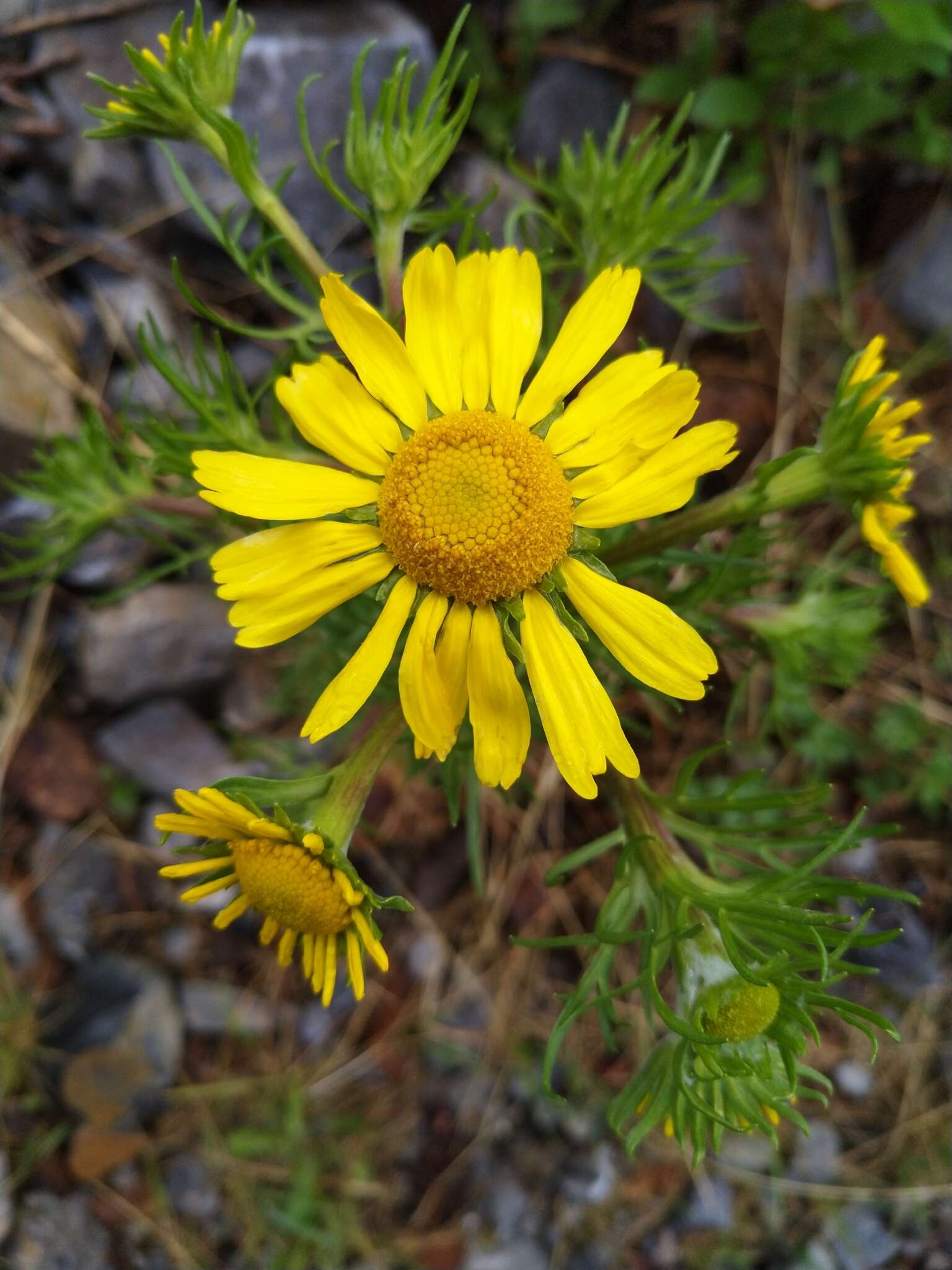 Imagem de Hymenoxys insignis (A. Gray ex S. Wats.) Cockerell