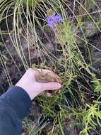 Image of Scaevola glandulifera DC.