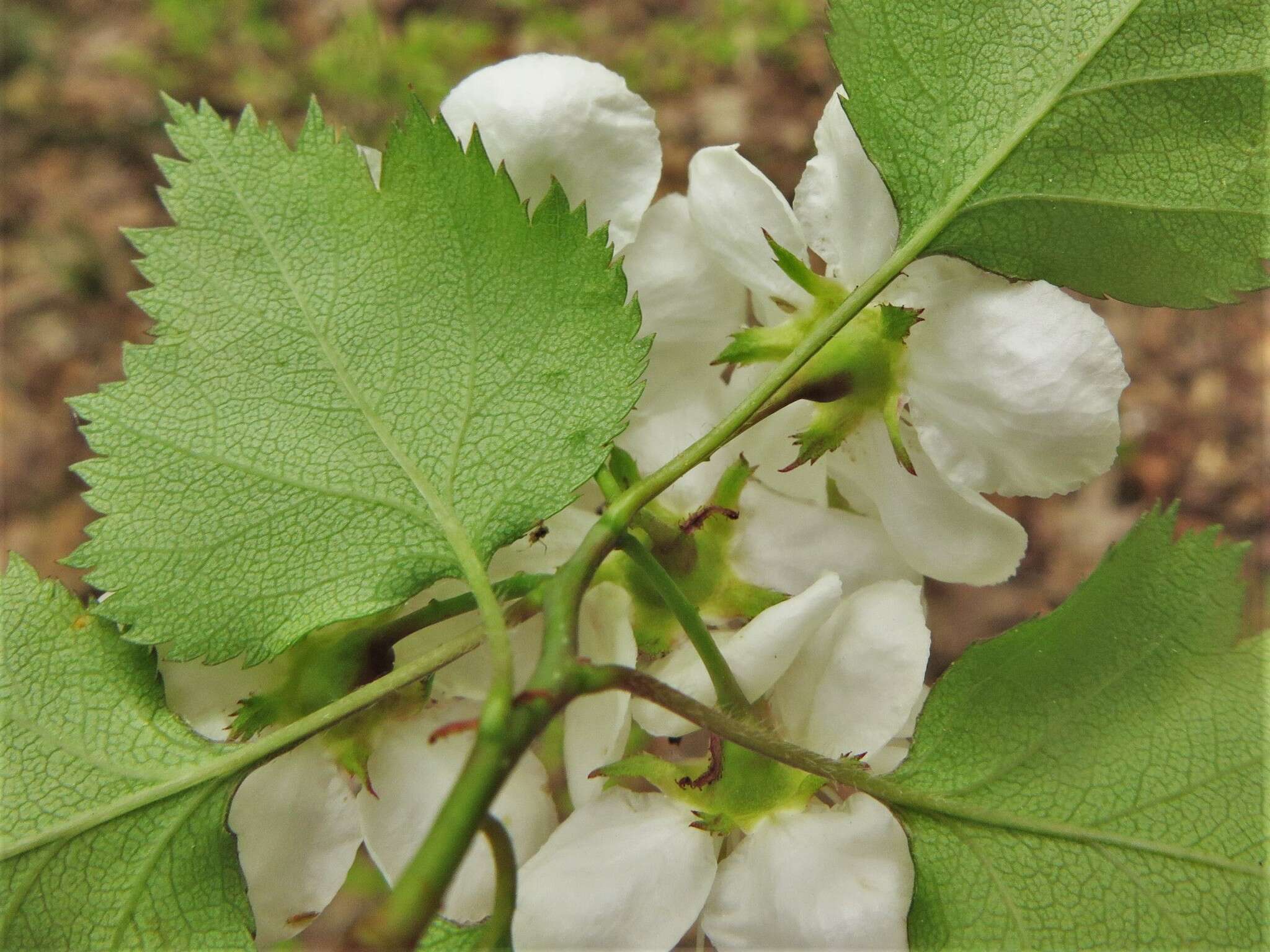 Image of Copenhagen hawthorn