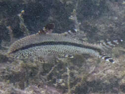 Image of Heemstra goatfish