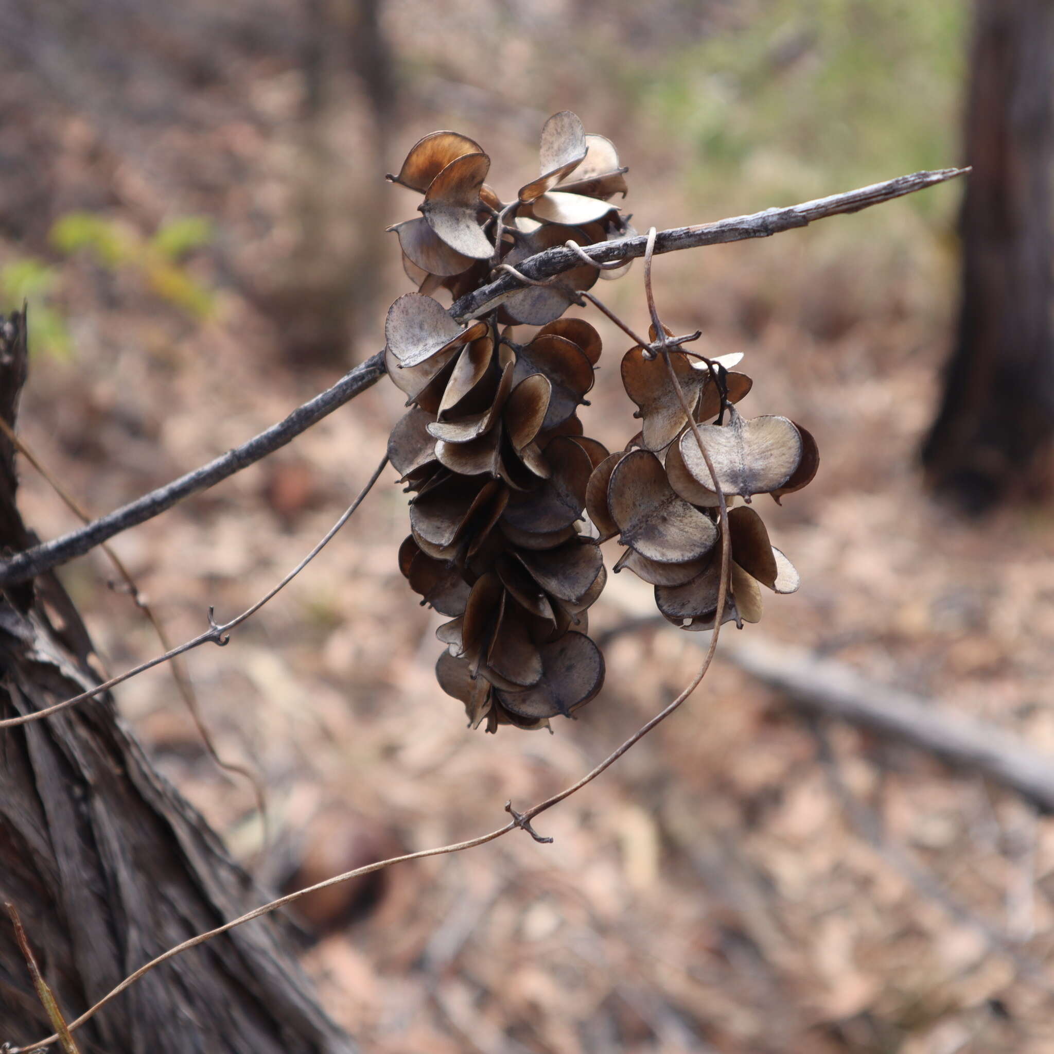 Dioscorea transversa R. Br. resmi