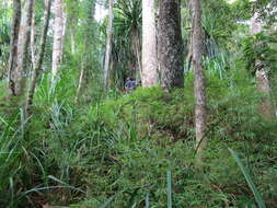 Sivun Sirochloa parvifolia (Munro) S. Dransf. kuva