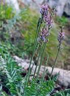 Image de Oxytropis spicata (Pall.) O. Fedtsch. & B. Fedtsch.