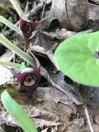 Image of Asarum canadense var. canadense