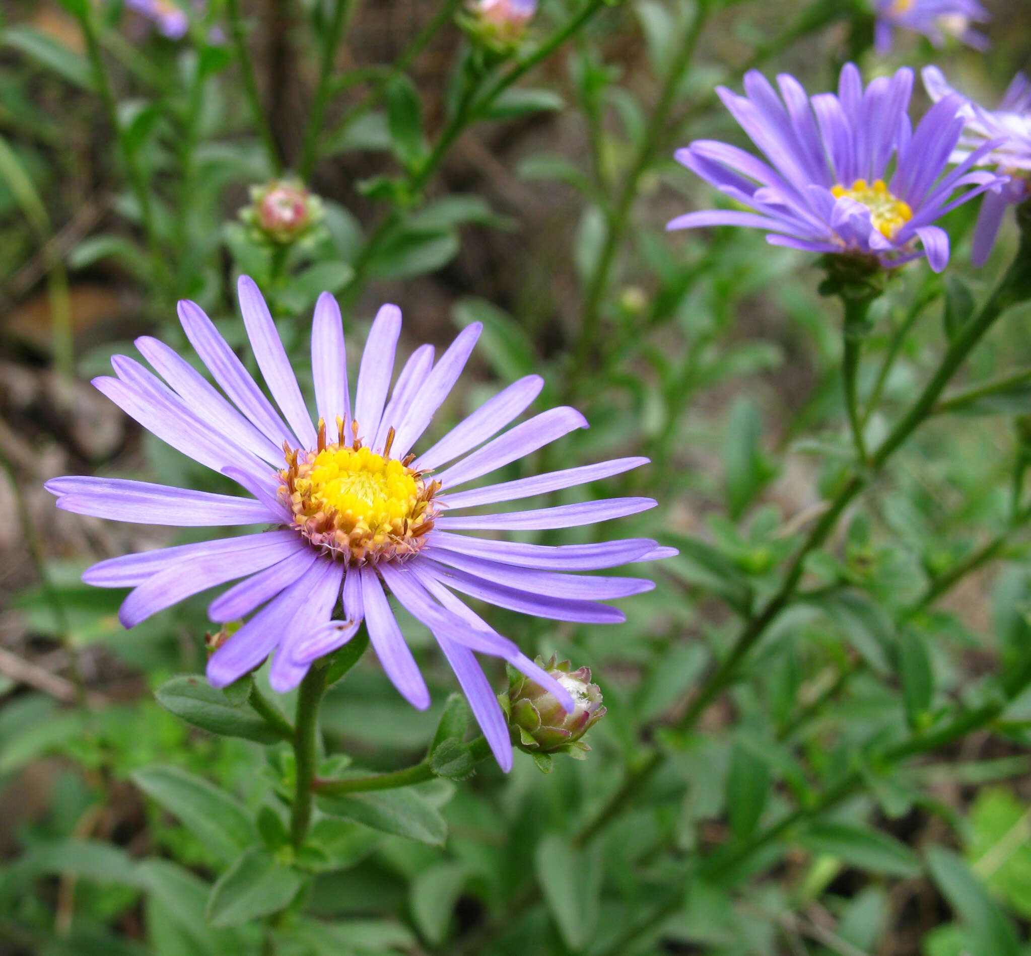 Plancia ëd Aster amellus subsp. bessarabicus (Rchb.) Soó