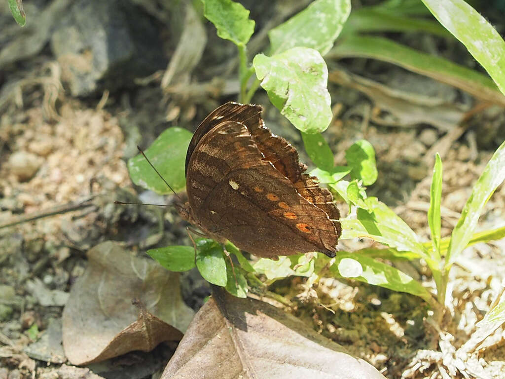 Image of Junonia hedonia Linnaeus 1764