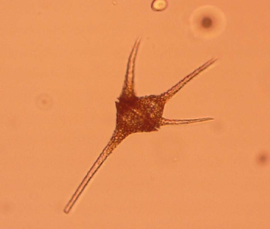 Image of Ceratium hirundinella