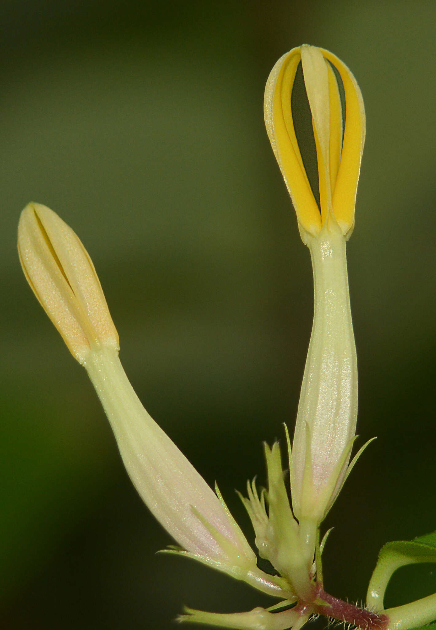 Imagem de Ceropegia odorata Nimmo