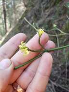 Image of blackfruit dogwood