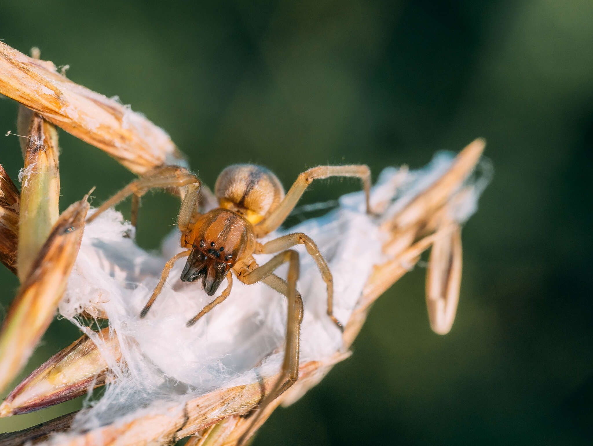 Слика од Cheiracanthium erraticum (Walckenaer 1802)