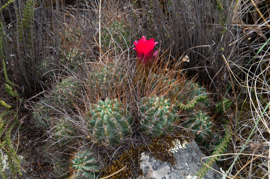 Image of Lobivia maximiliana subsp. caespitosa