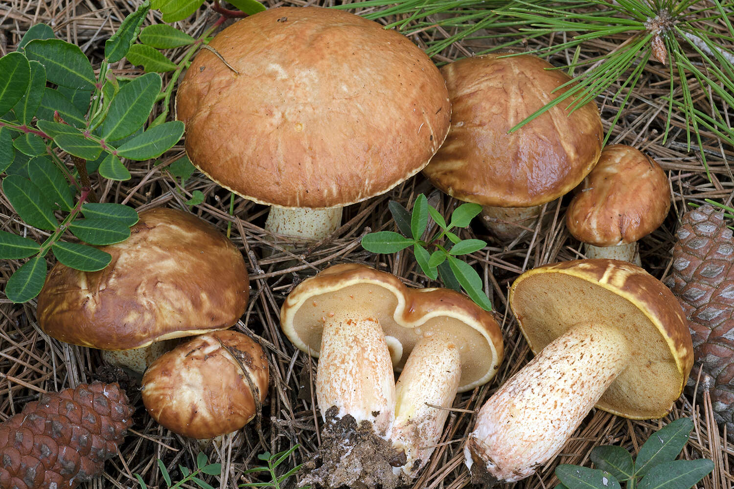 Image de Suillus mediterraneensis (Jacquet. & J. Blum) Redeuilh 1992