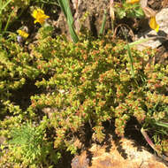 Image of sand pygmyweed