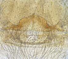Imagem de Orthonops icenoglei Platnick 1995