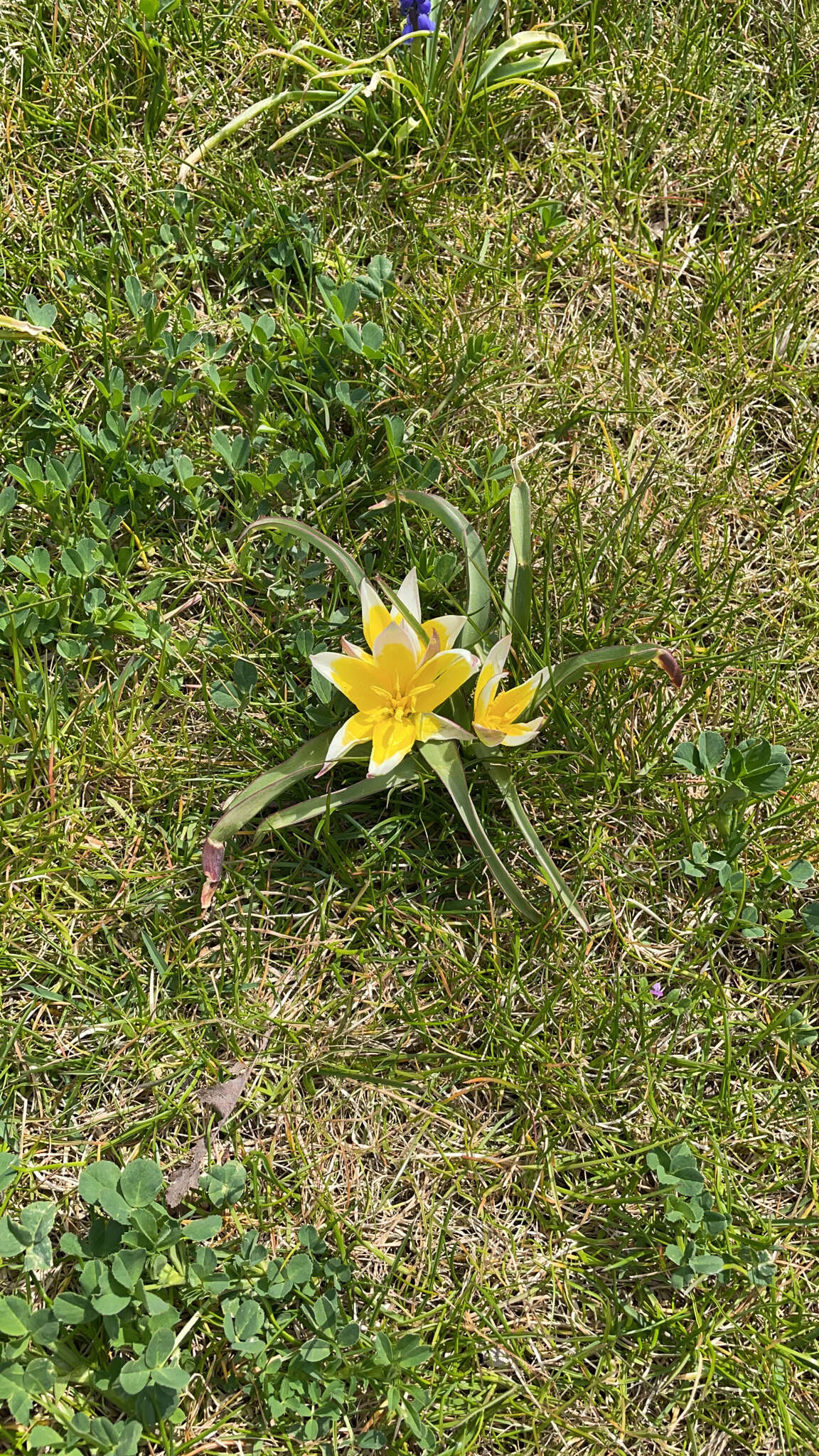 Image of Tulipa urumiensis Stapf