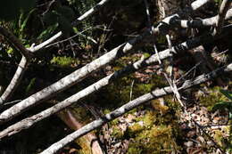 Image of mountain sandalwood