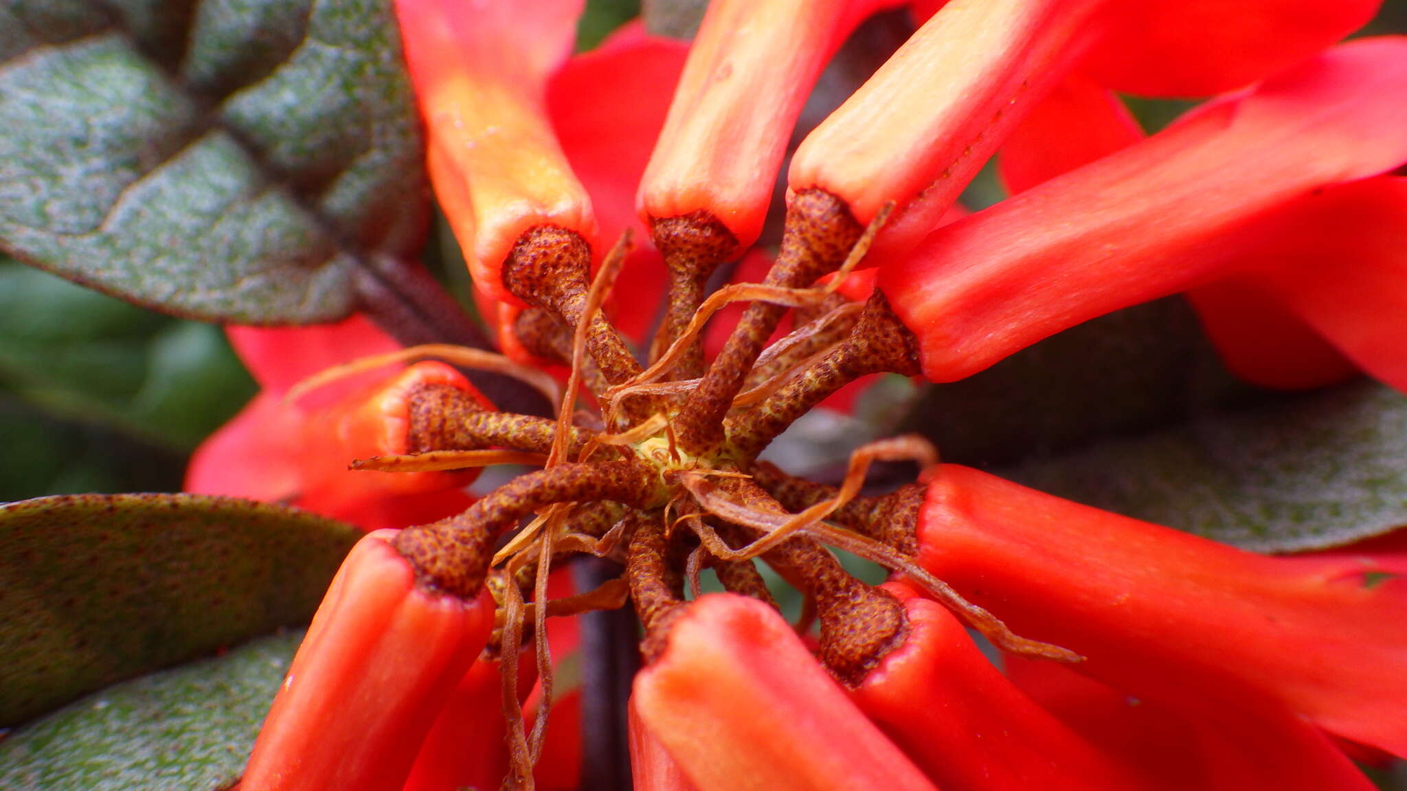 صورة Rhododendron rugosum Low ex Hook. fil.