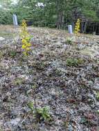 Image of downy goldenrod