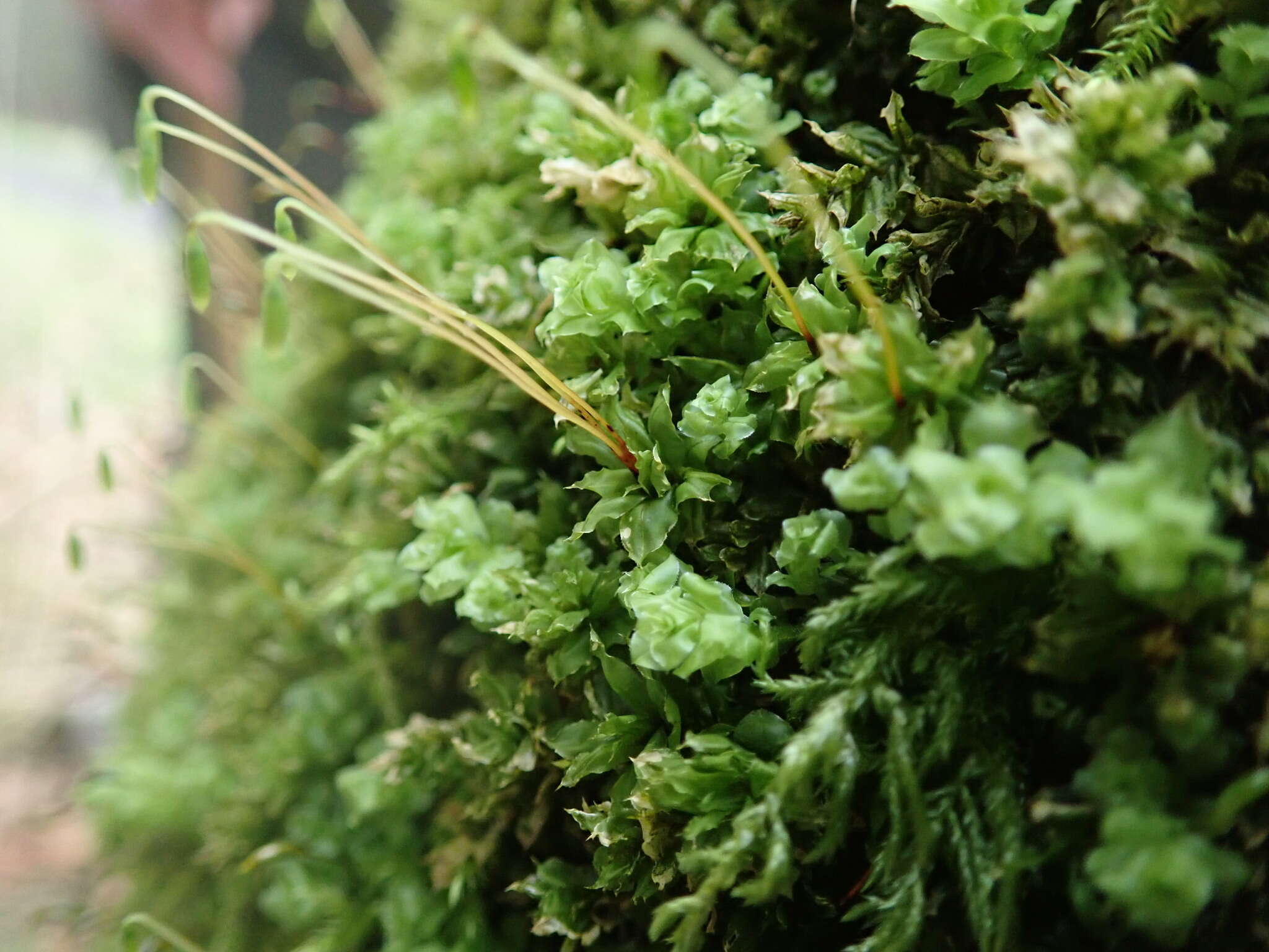 Image of plagiomnium moss