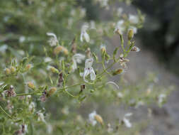 Image of bush beardtongue