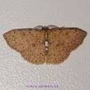 صورة Cyclophora megista