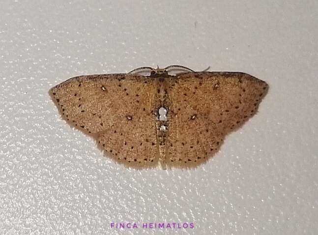 صورة Cyclophora megista