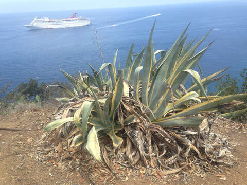 Image of American Aloe