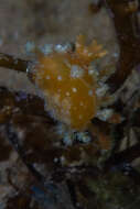 Image of Tasselled nudibranch