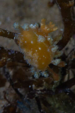 Image of Tasselled nudibranch