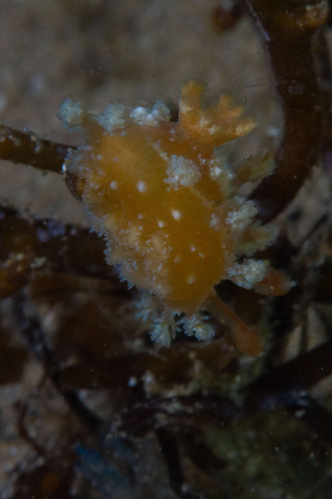 Image of Tasselled nudibranch