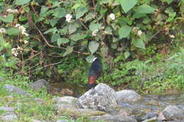 Image of White-capped Redstart