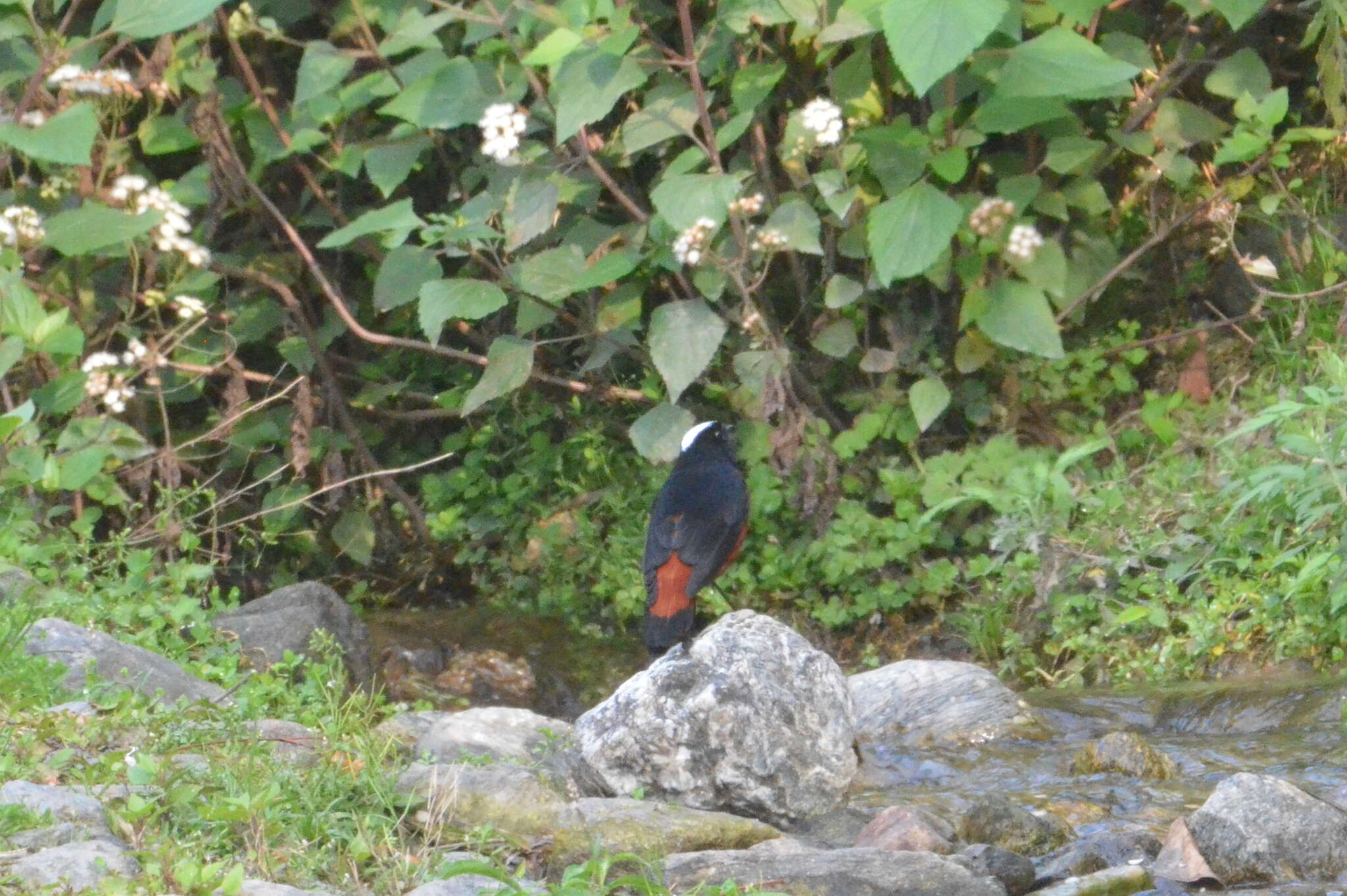 Image of White-capped Redstart