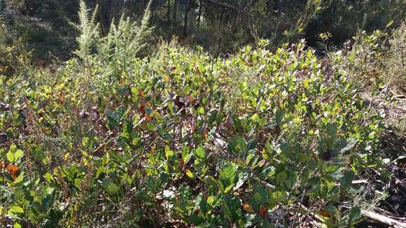 Image of Quercus lusitanica Lam.