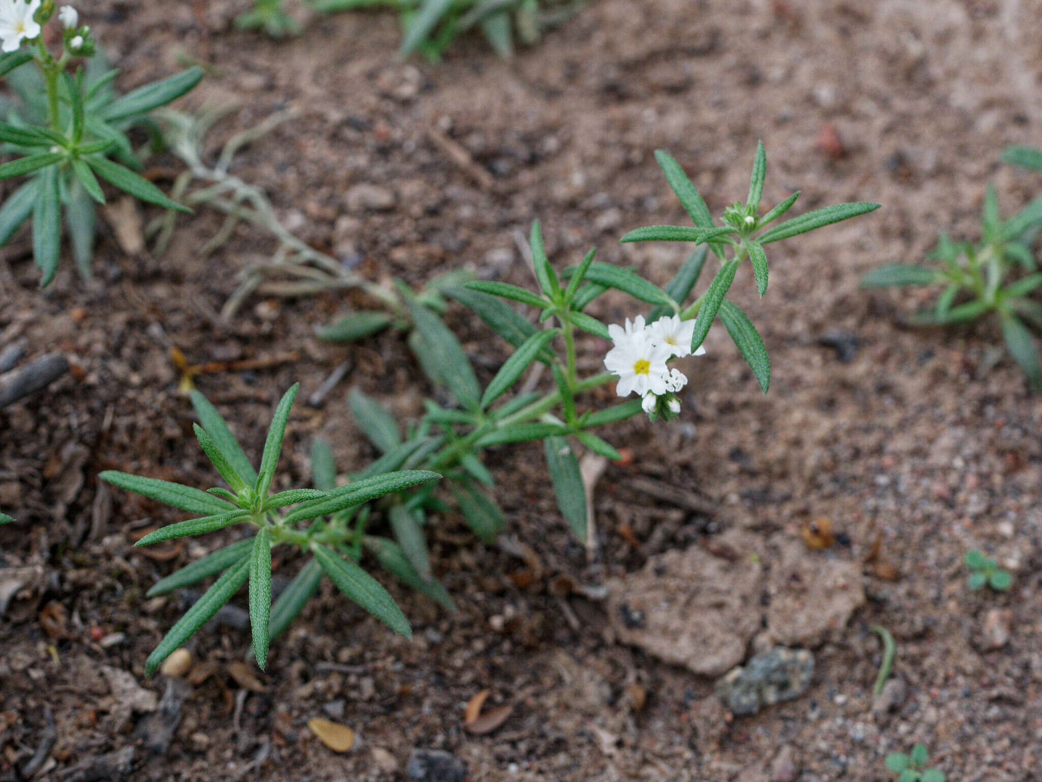 Image of Euploca mendocina (Phil.) Diane & Hilger