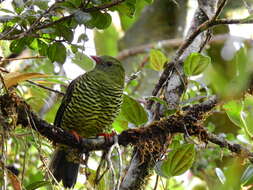 Image de Cotinga barré