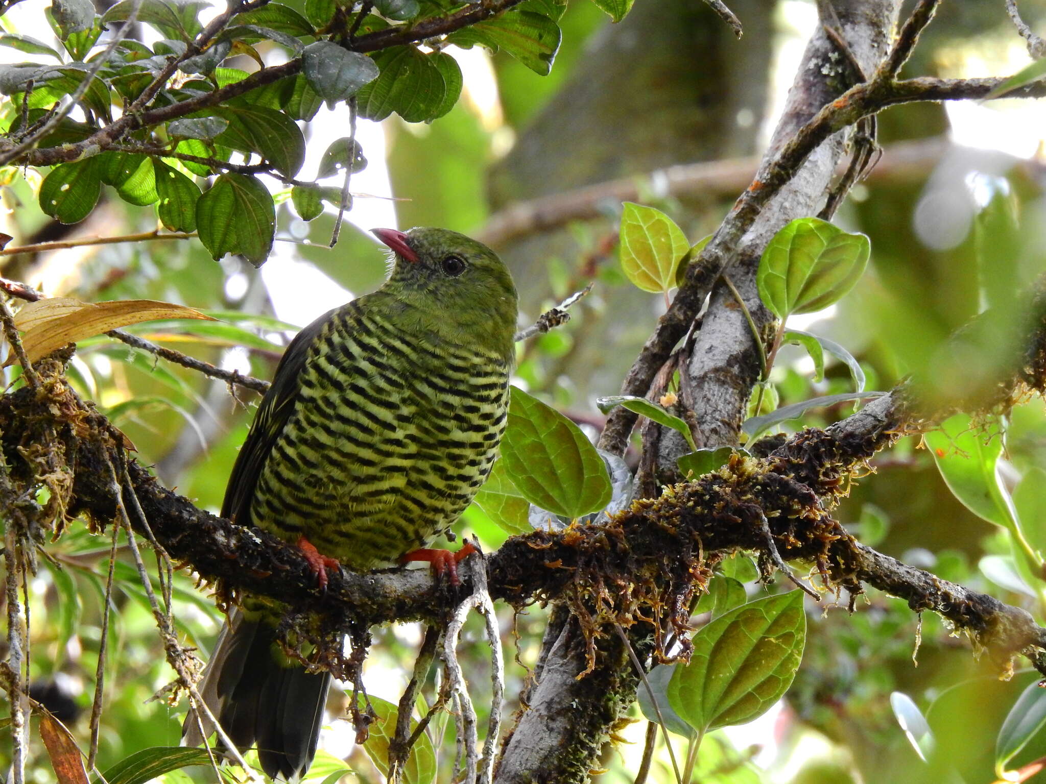 Image de Cotinga barré