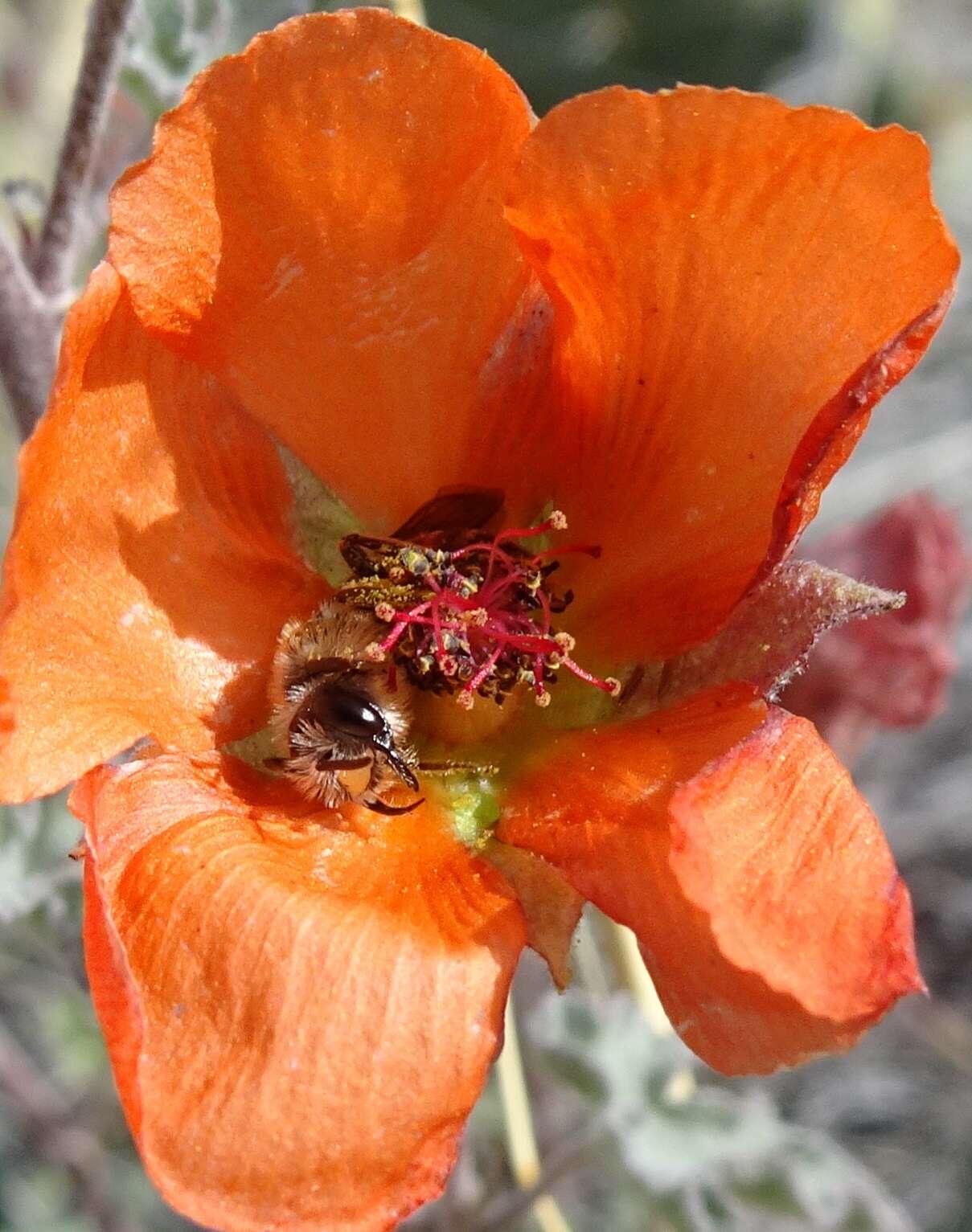 Image of Andrena sphaeralceae Linsley 1939