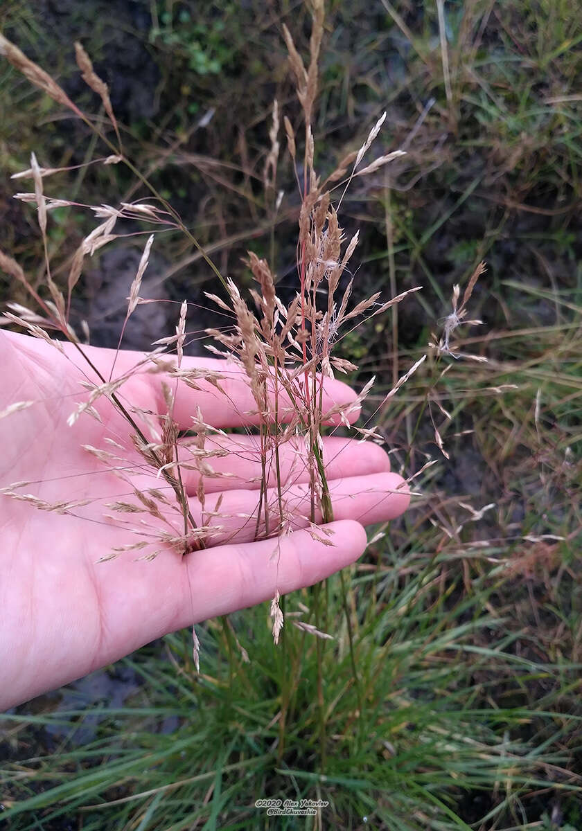 Image of Deschampsia cespitosa subsp. glauca (Hartm.) Tzvelev