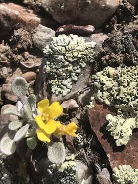 Physaria occidentalis subsp. occidentalis resmi