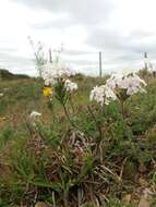 Слика од Glandularia platensis (Spreng.) Schnack & Covas