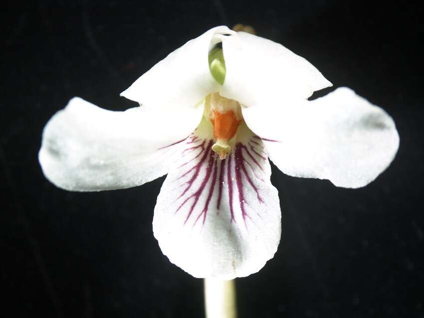 Image of white violet