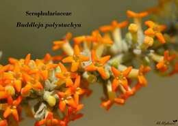 Image of Buddleja polystachya Fresen.