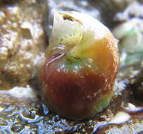 Image of Stephopoma roseum (Quoy & Gaimard 1834)