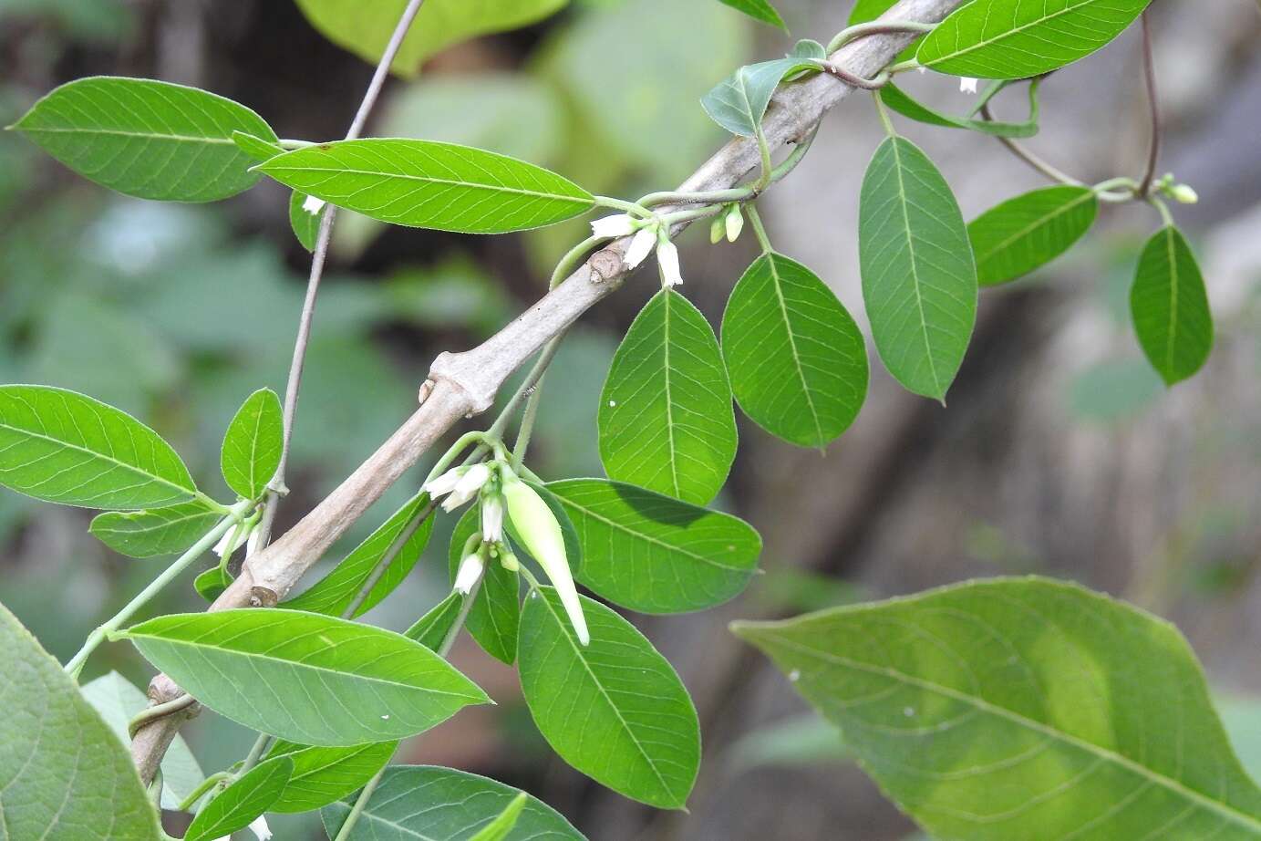 Metastelma schlechtendalii var. trichophyllum (L. O. Wms.) Liede & Meve的圖片