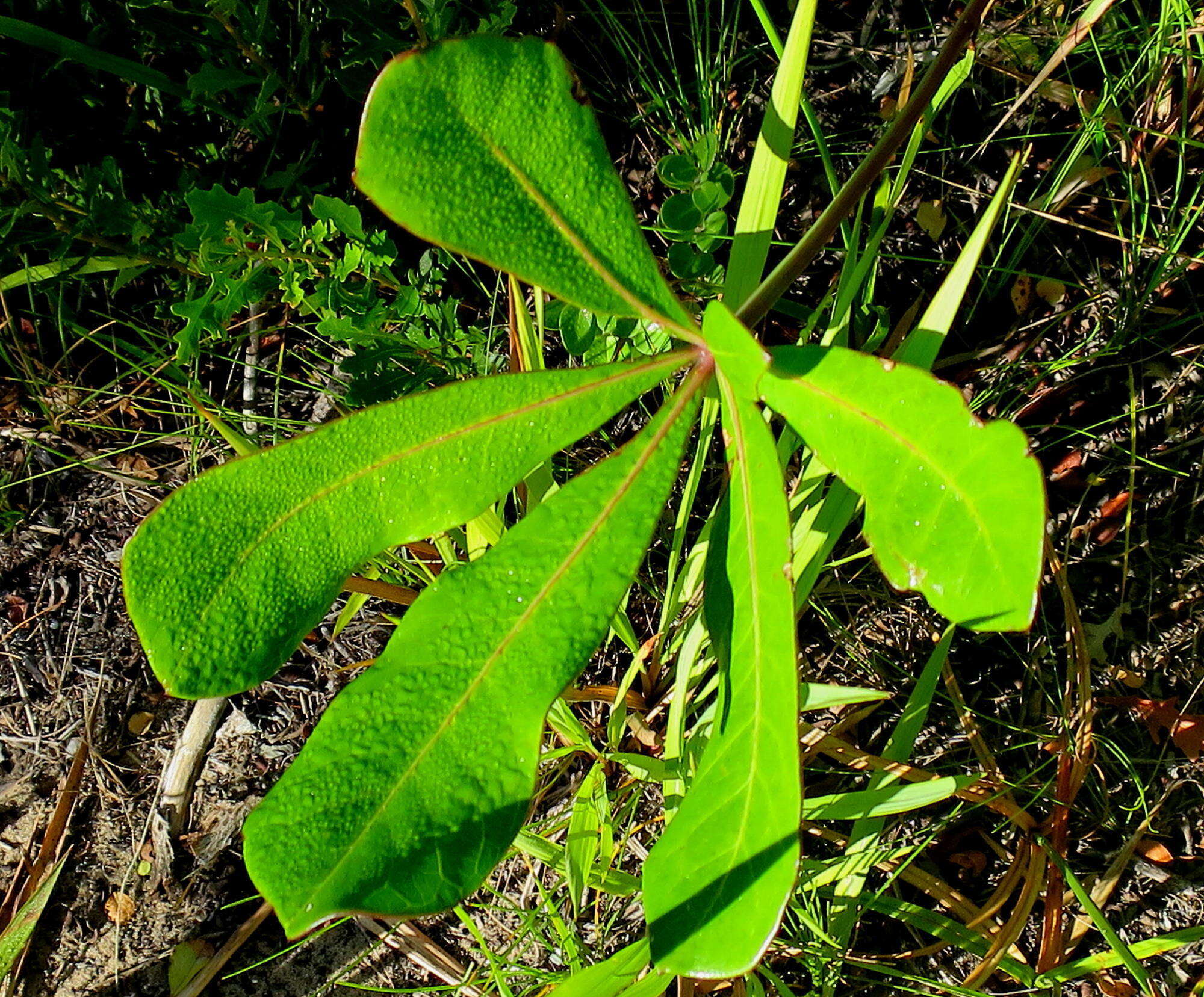 Cussonia thyrsiflora Thunb. resmi