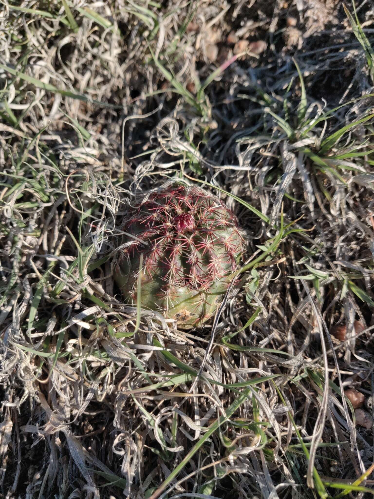 Image de Echinocereus viridiflorus subsp. viridiflorus