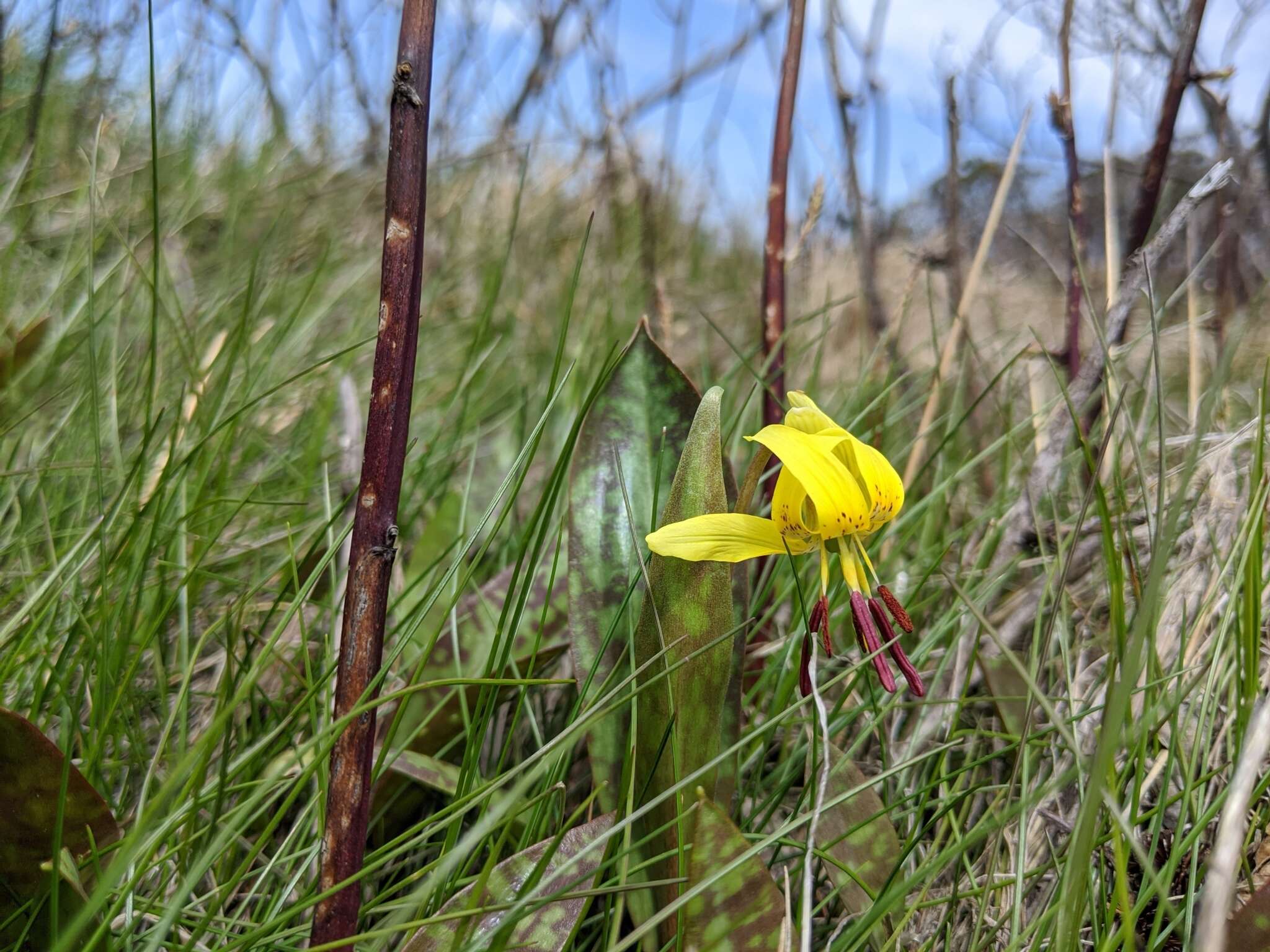 Image of dimpled troutlily