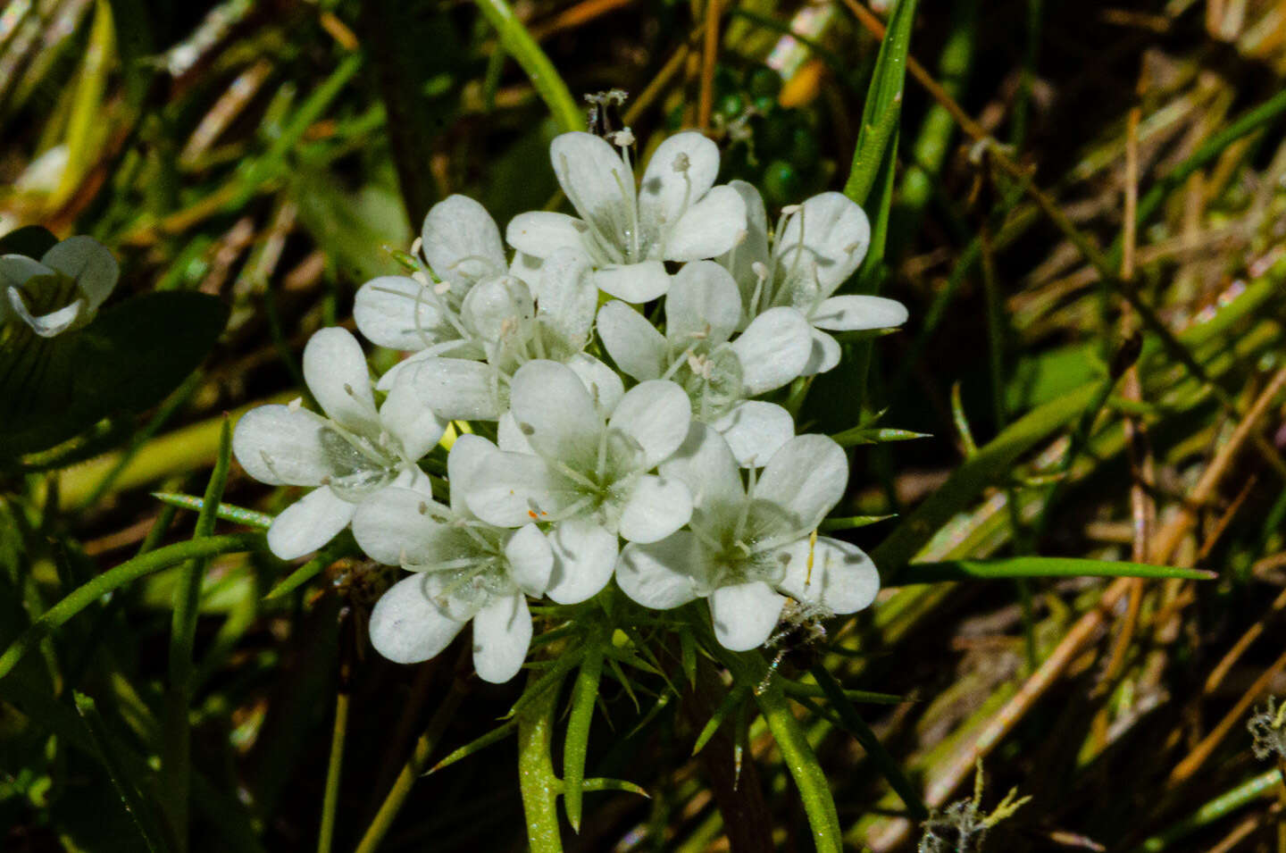 Image of whitehead navarretia