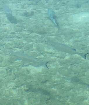 Image of Fantail mullet