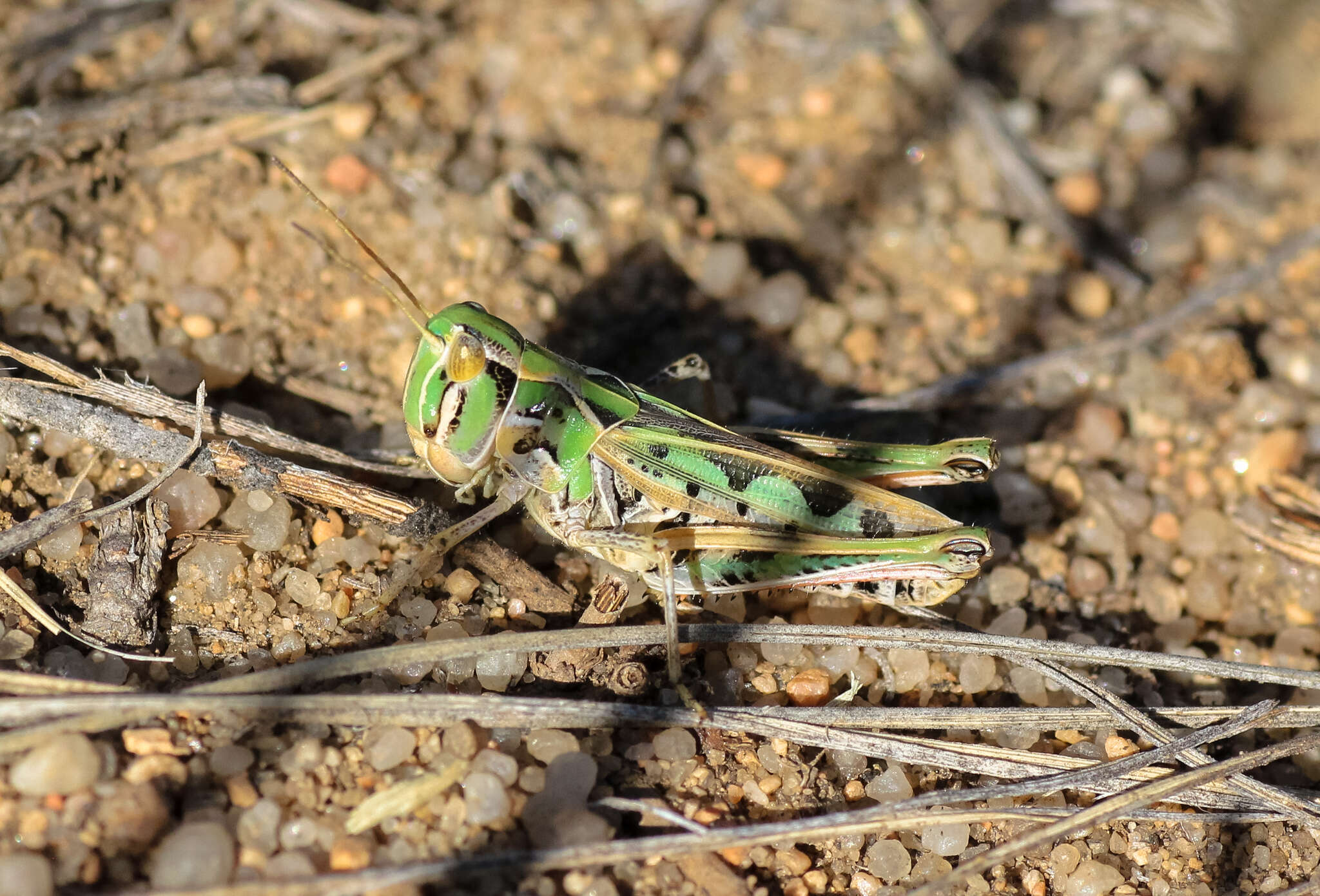 Image of Four-spotted Grasshopper